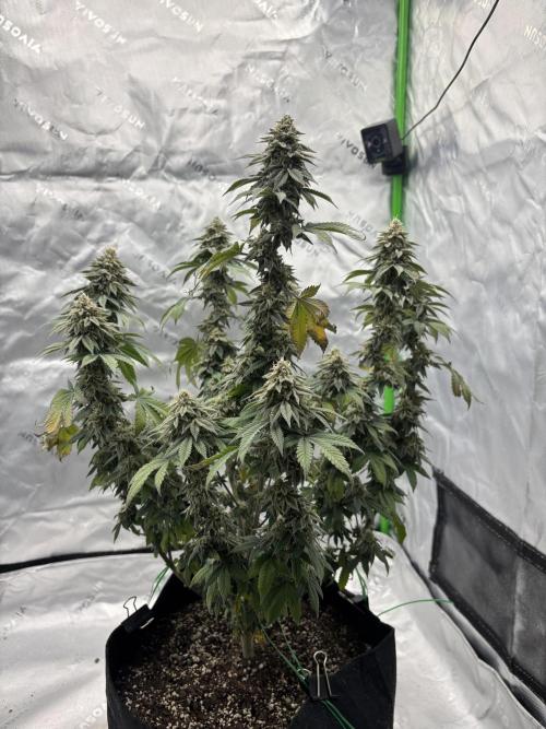 Mimosa punch. Week 15