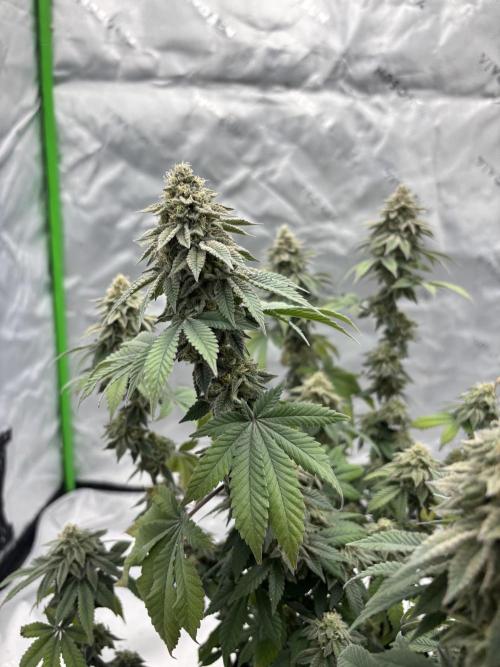 Mimosa punch. Week 15