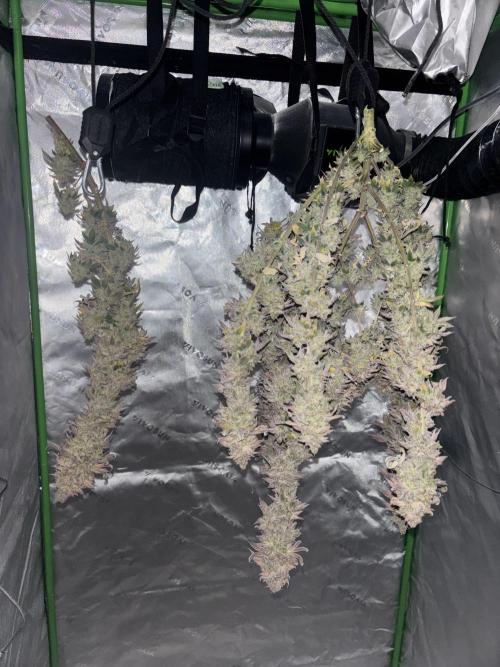 Mimosa punch. Week 16