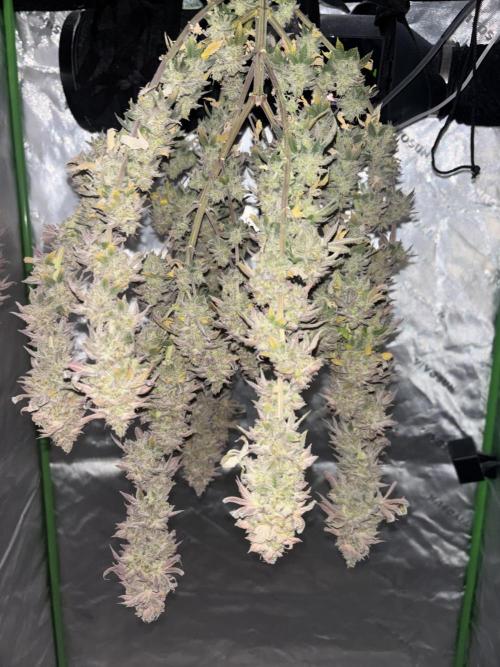 Mimosa punch. Week 16