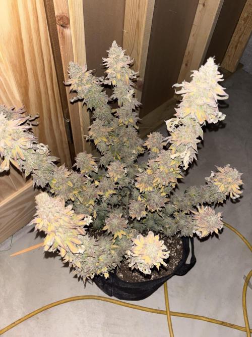 Mimosa punch. Week 16