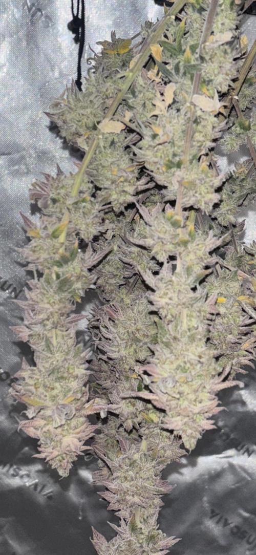 Mimosa punch. Week 16
