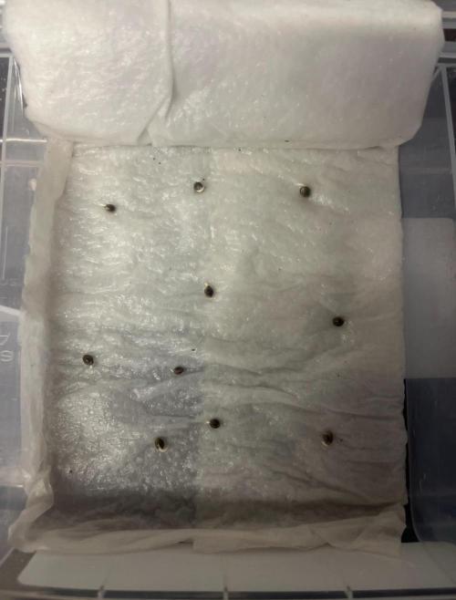 Northern lights. Week 0 - 10 seeds 100% germination