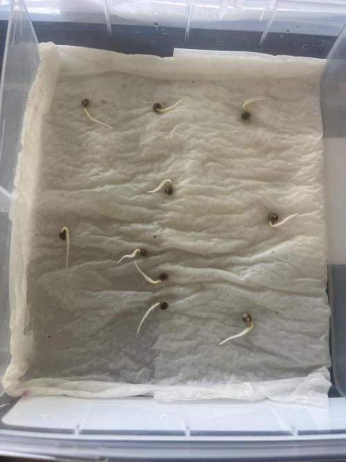 Northern lights. Week 0 - 48 hours in. Time to plant