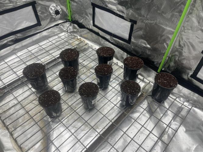 Northern lights. Week 0 - Planted into seedling pots. No water as pots were pre buffered a few days before