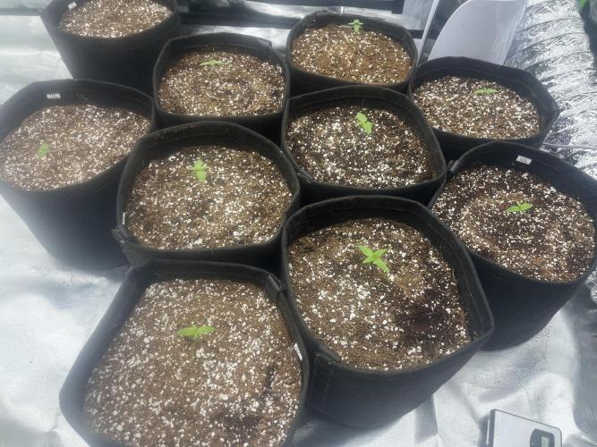 Northern lights. Week 0 - 29/11/25