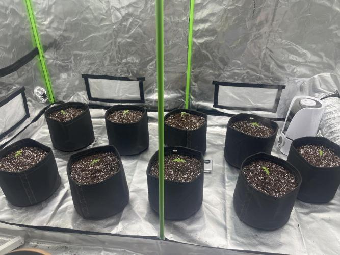 Northern lights. Week 0 - 30/11/25