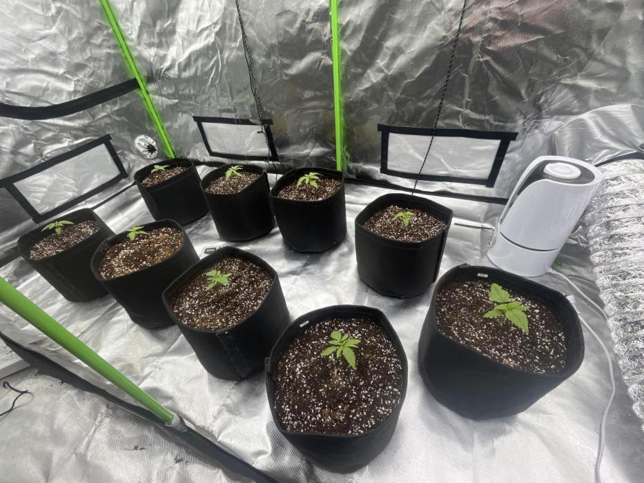 Northern lights. Week 1 - 4/12/25