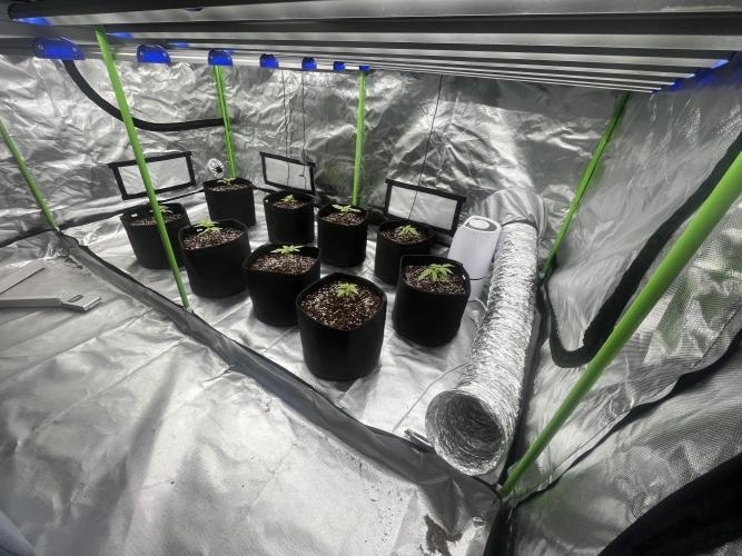 Northern lights. Week 1 - 6/12/25