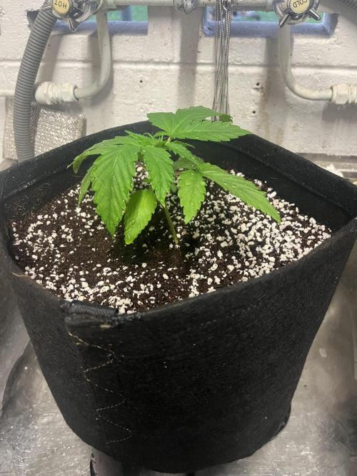 Northern lights. Week 2 - 9/12/25