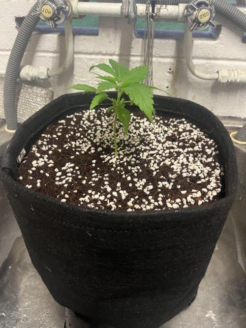 Northern lights. Week 2 - 9/12/25