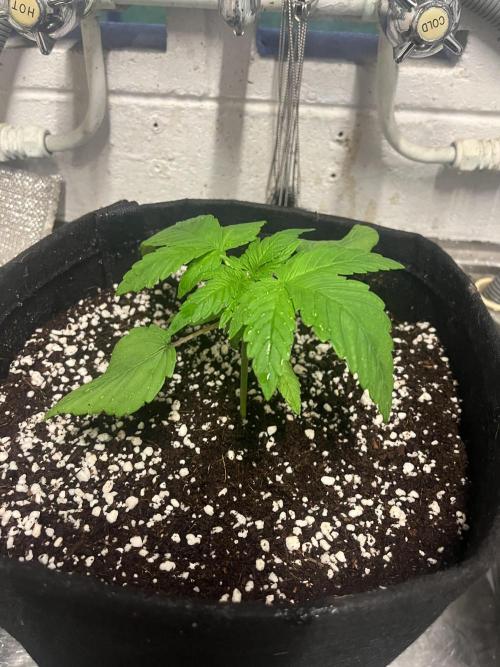 Northern lights. Week 2 - 9/12/25