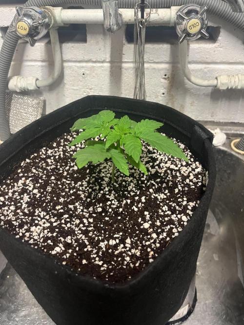 Northern lights. Week 2 - 9/12/25