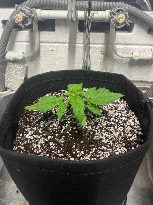 Northern lights. Week 2 - 9/12/25