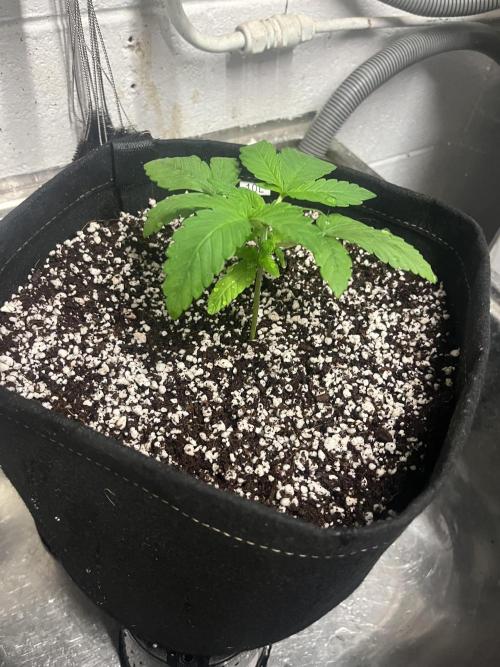 Northern lights. Week 2 - 9/12/25