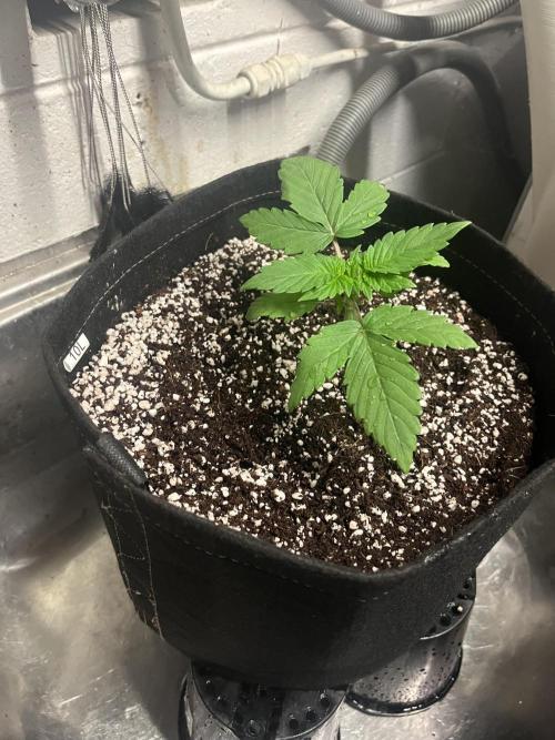 Northern lights. Week 2 - 9/12/25