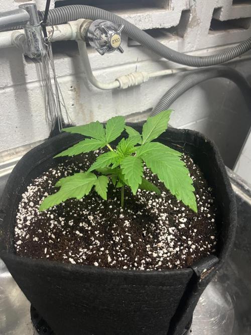 Northern lights. Week 2 - 9/12/25