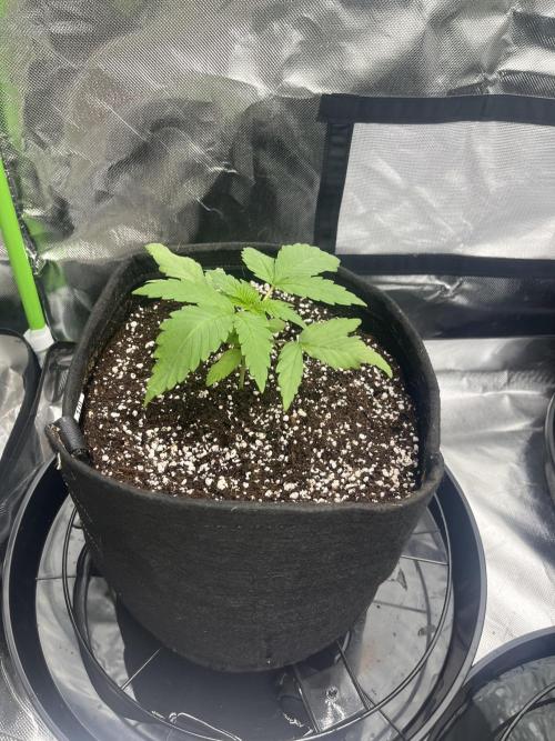 Northern lights. Week 2 - 9/12/25