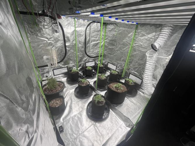 Northern lights. Week 2 - 13/12/25