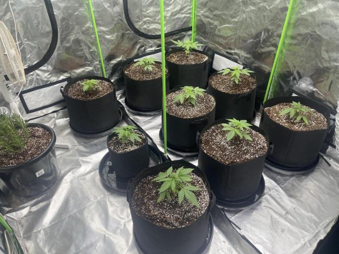 Northern lights. Week 3 - 14/12/25