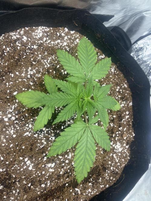 Northern lights. Week 3 - Photo 2 magnesium fade