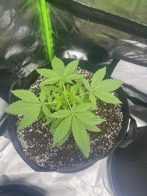 Northern lights. Week 4 - 20/12