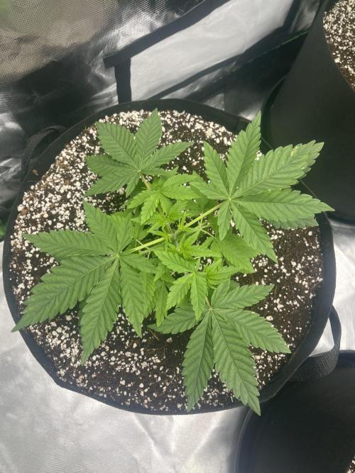 Northern lights. Week 4 - 20/12