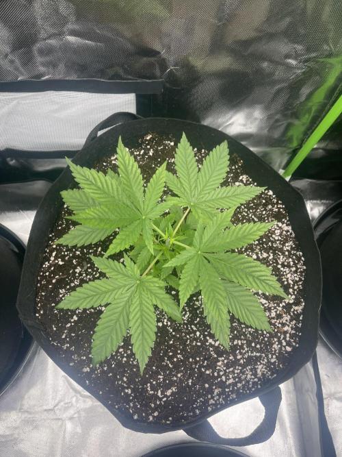 Northern lights. Week 4 - 20/12
