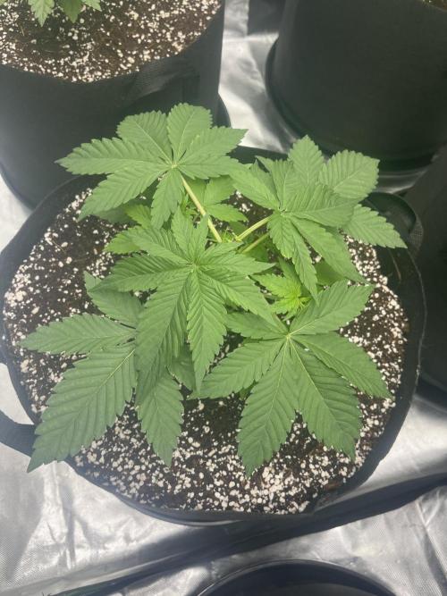 Northern lights. Week 4 - 20/12