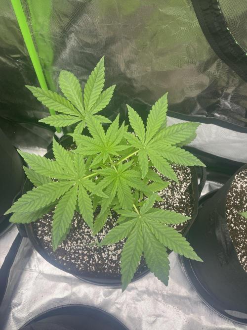 Northern lights. Week 4 - 20/12