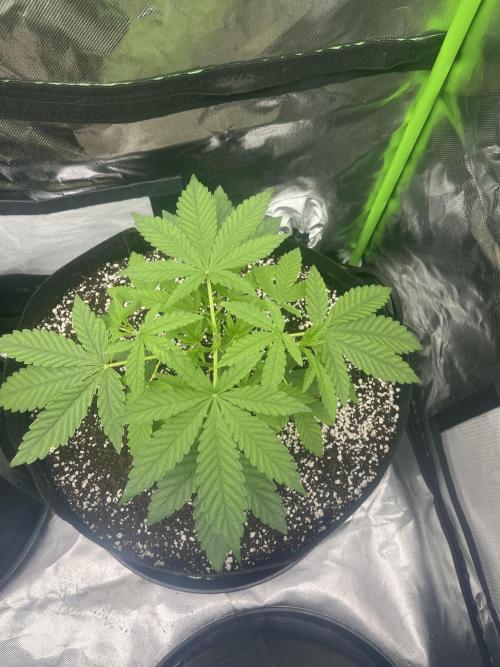 Northern lights. Week 4 - 20/12