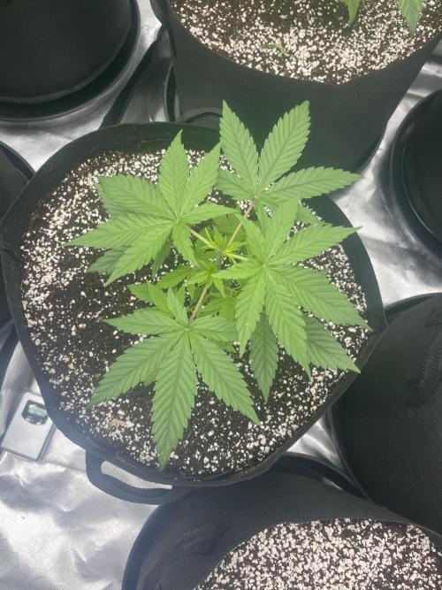 Northern lights. Week 4 - 20/12