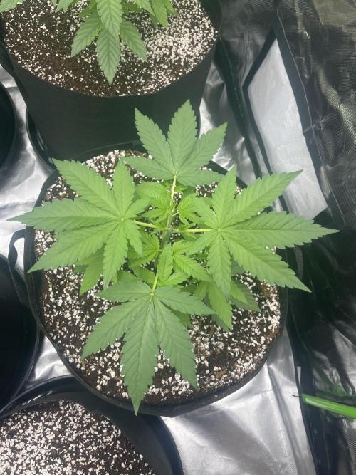 Northern lights. Week 4 - 20/12