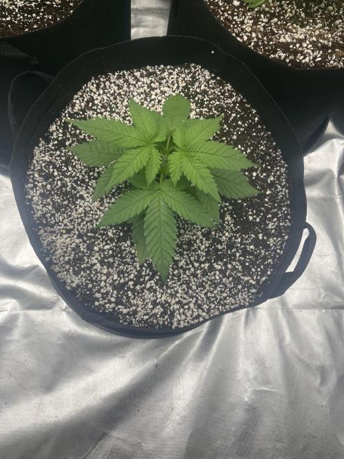 Northern lights. Week 4 - 20/12