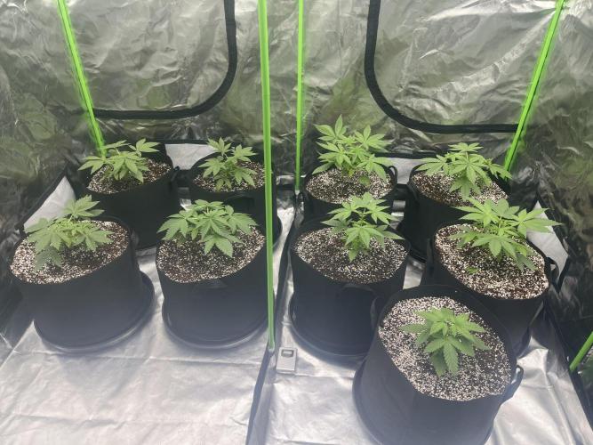 Northern lights. Week 4 - 20/12