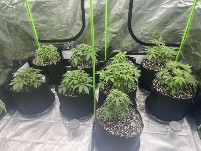 Northern lights. Week 5 - 26/12