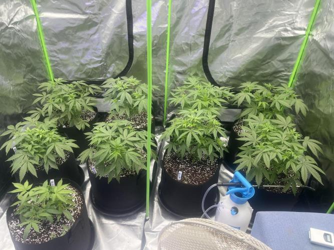 Northern lights. Week 6 - 3/1/26