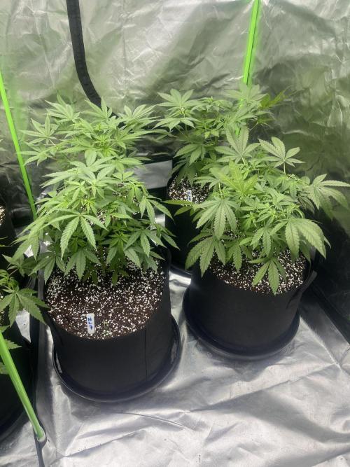 Northern lights. Week 6 - 4/1/26