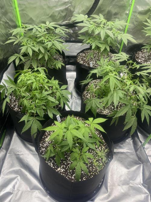 Northern lights. Week 6 - 4/1/26