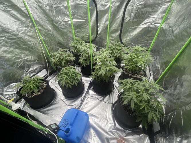 Northern lights. Week 7 - 10/1/26