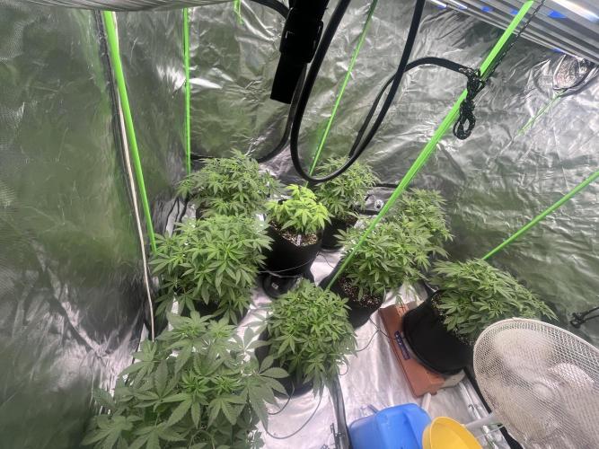 Northern lights. Week 8 - 17/1