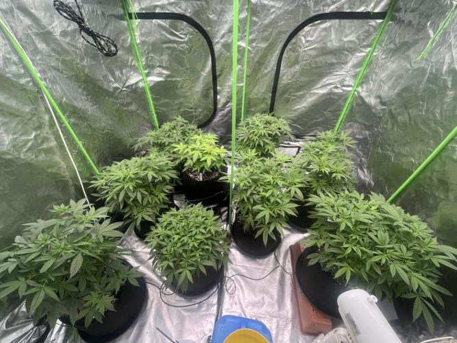 Northern lights. Week 8 - 18/1