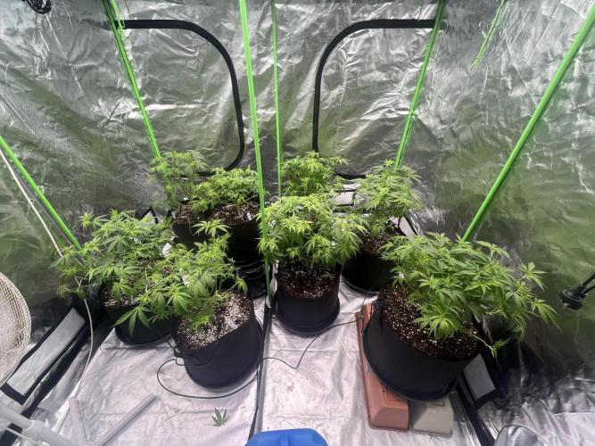 Northern lights. Week 8 - 18/1 after trim up