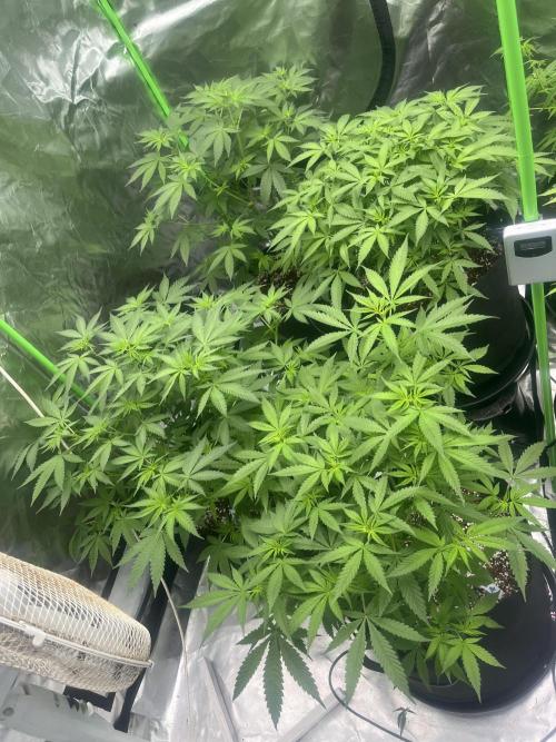 Northern lights. Week 9 - 24/1