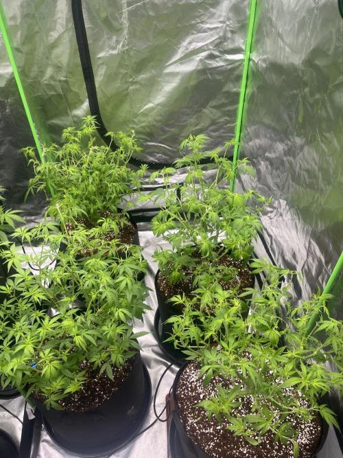 Northern lights. Week 9 - 24/1