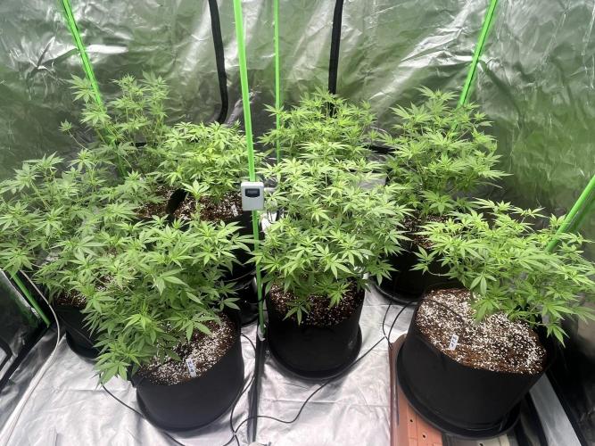 Northern lights. Week 9 - 26/1