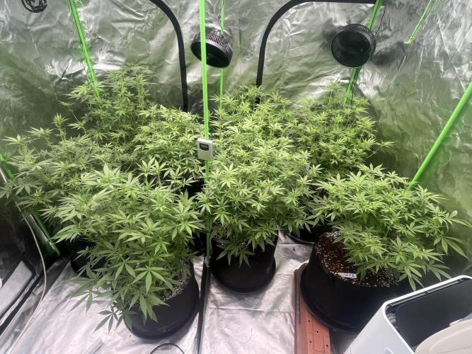 Northern lights. Week 10 - 31/1