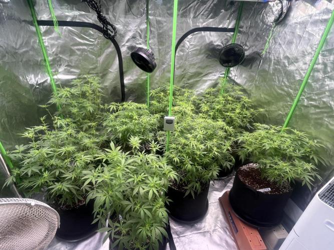 Northern lights. Week 10 - 31/1