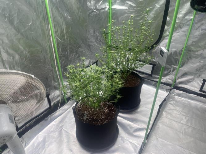 Northern lights. Week 11