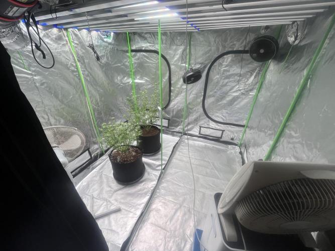 Northern lights. Week 11